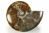Polished Cretaceous Ammonite (Cleoniceras) Fossil - Madagascar #303907-1